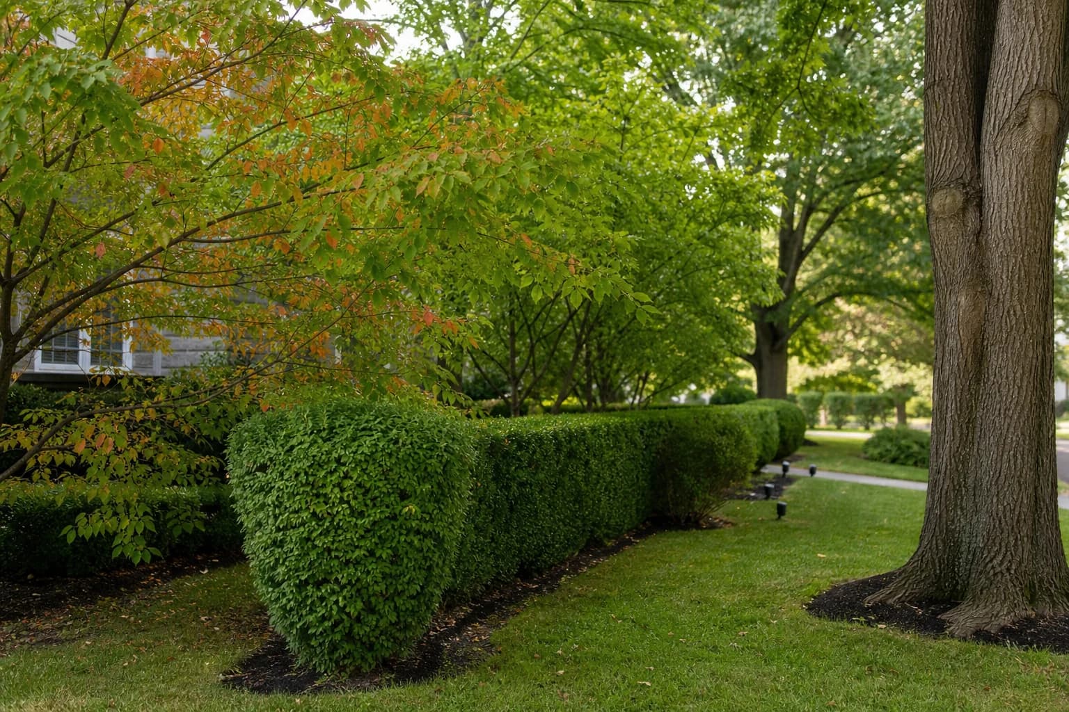 Trimmed trees and shrubs at a Lexington property